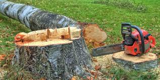 Best Fruit Tree Pruning  in Little Round Lake, WI