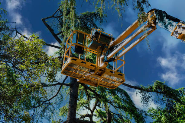 Best Emergency Tree Removal  in Little Round Lake, WI