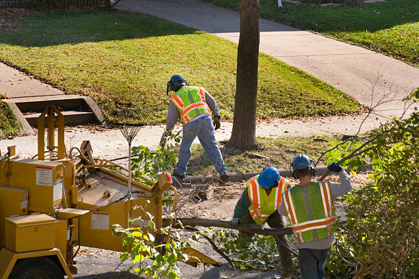 How Our Tree Care Process Works  in  Little Round Lake, WI