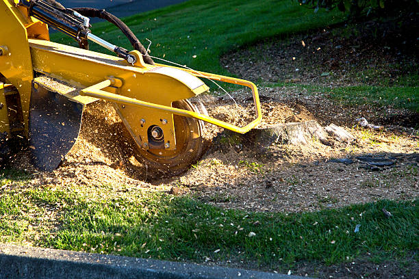 Little Round Lake, WI Tree Services Company