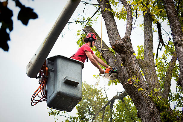 Best Tree Trimming and Pruning  in Little Round Lake, WI