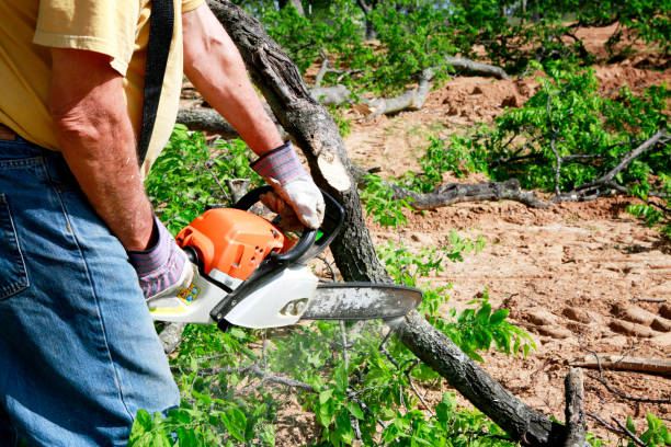 Best Lot and Land Clearing  in Little Round Lake, WI